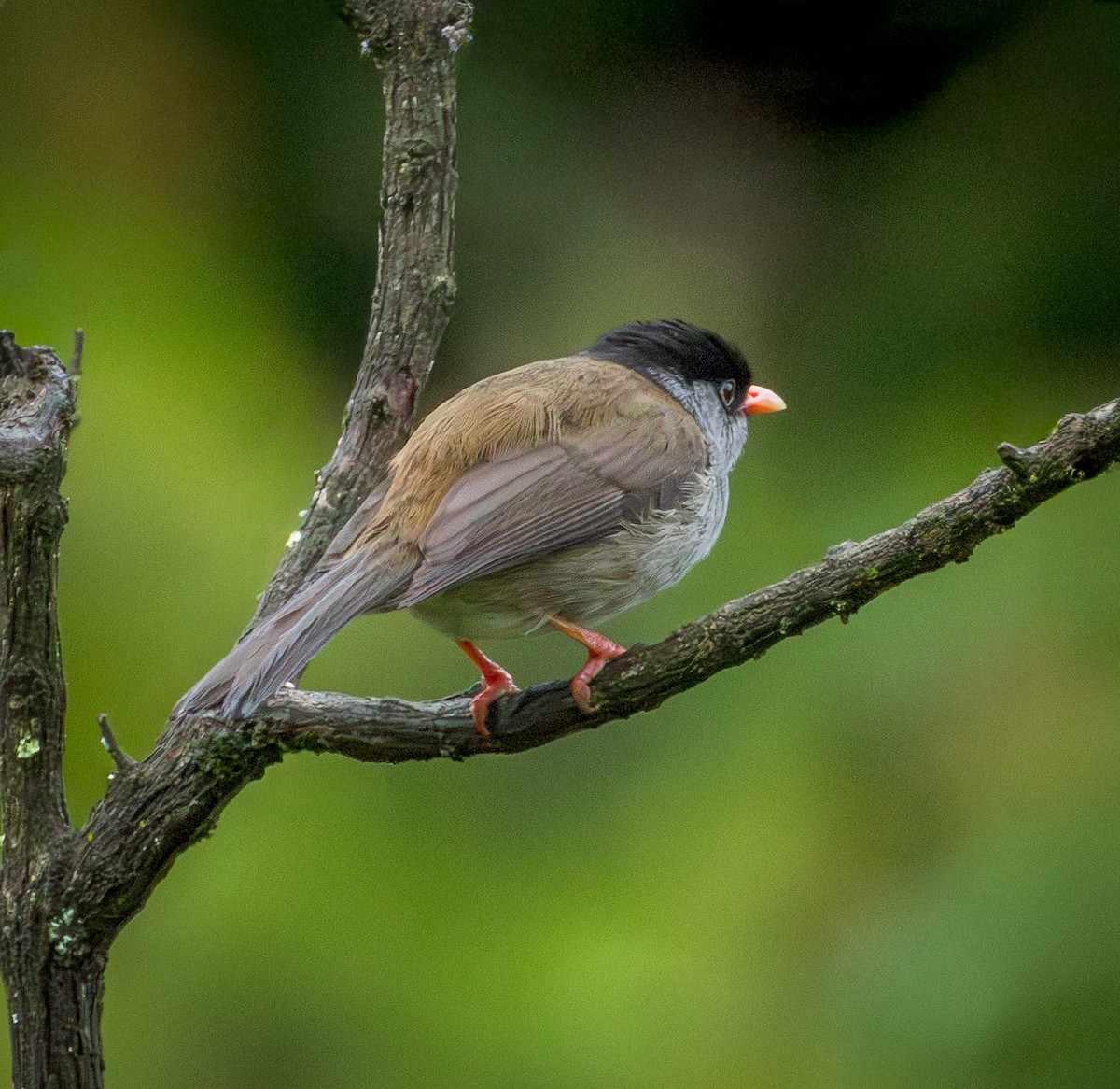 Bush Blackcap - ML648043338