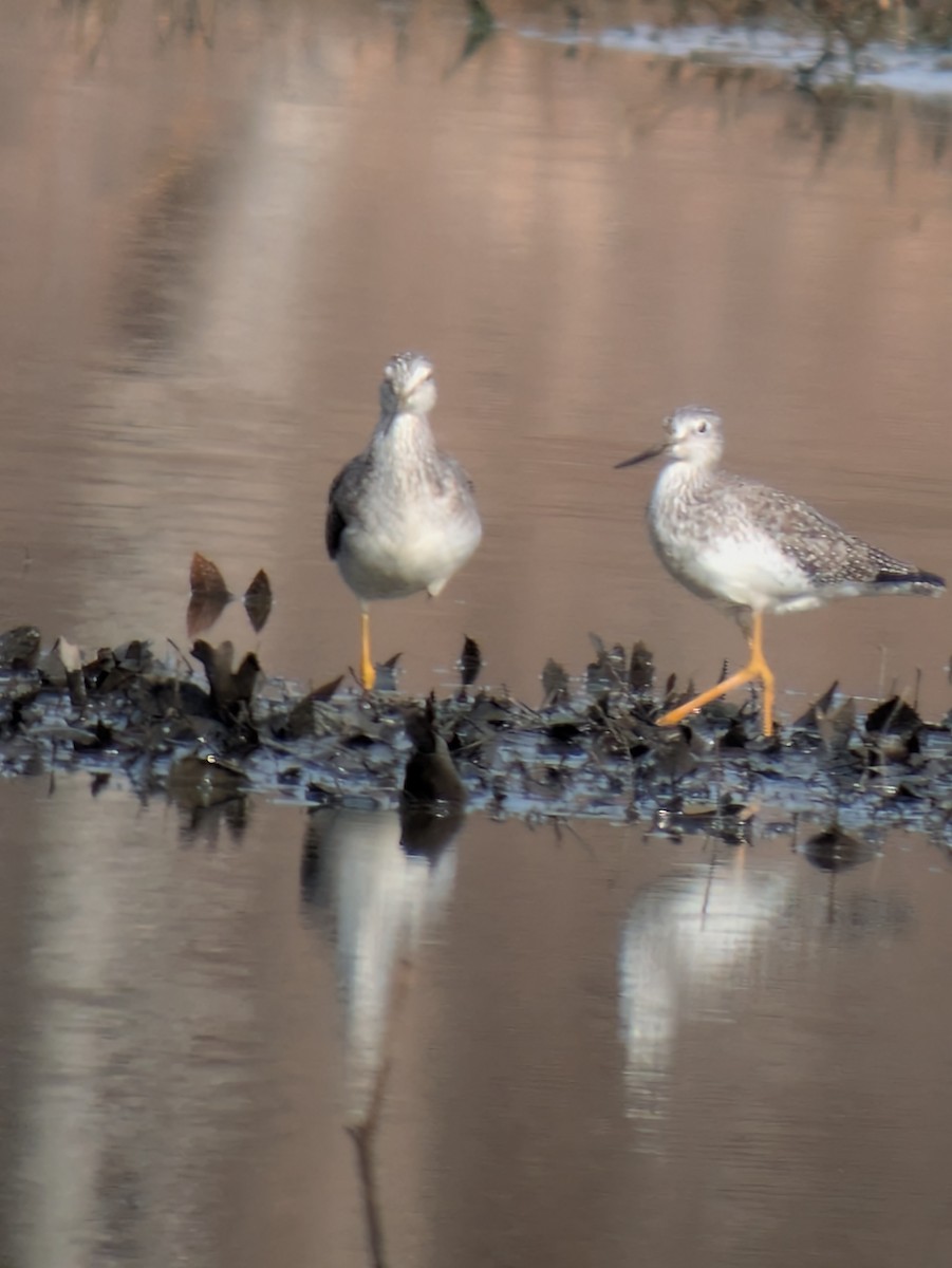 Greater Yellowlegs - ML648043633