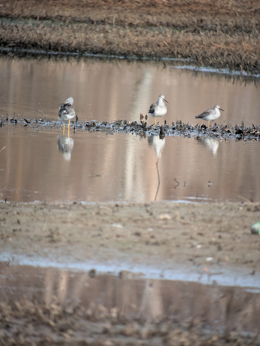 Greater Yellowlegs - ML648043640