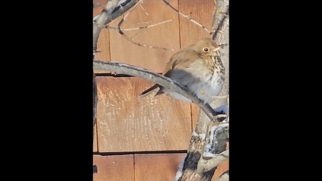 Дрозд-отшельник - ML648043841