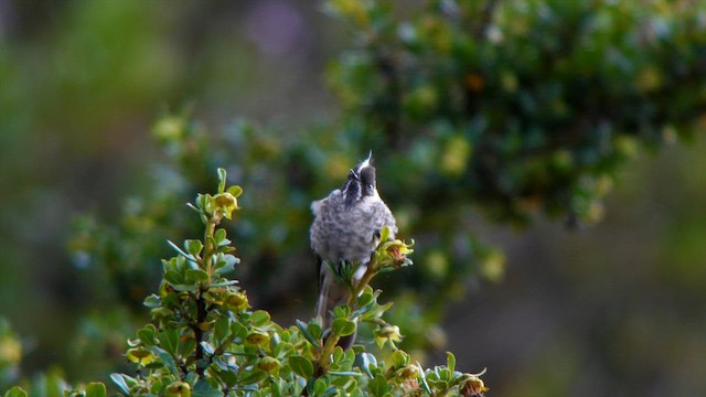Blue-bearded Helmetcrest - ML648043936