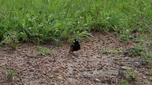 Chestnut-backed Sparrow-Lark - ML648044242