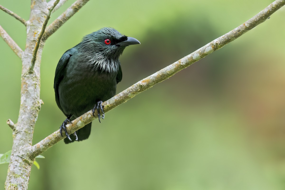 orientstær - ML648044349