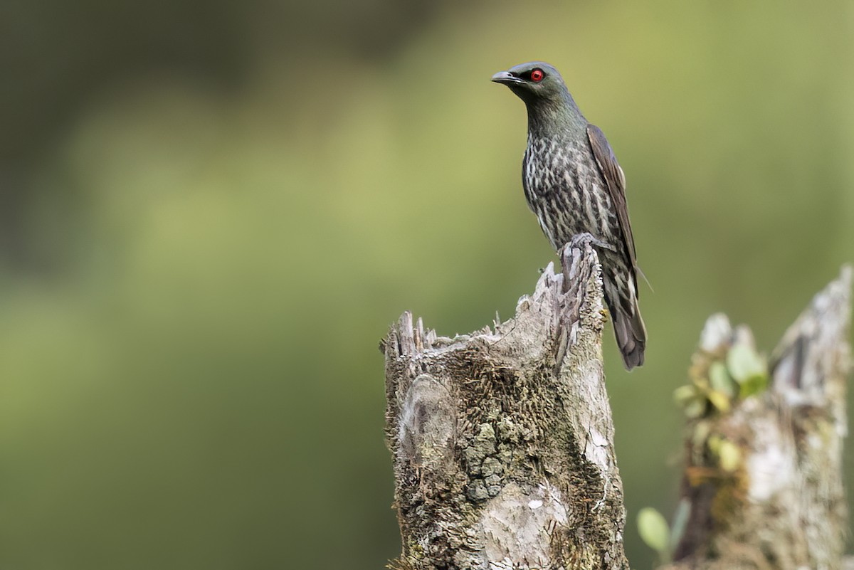 kortstjertstær - ML648044430