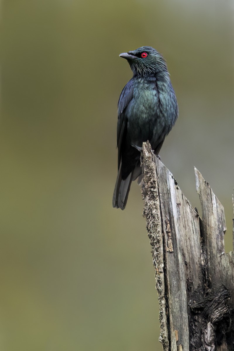 kortstjertstær - ML648044455