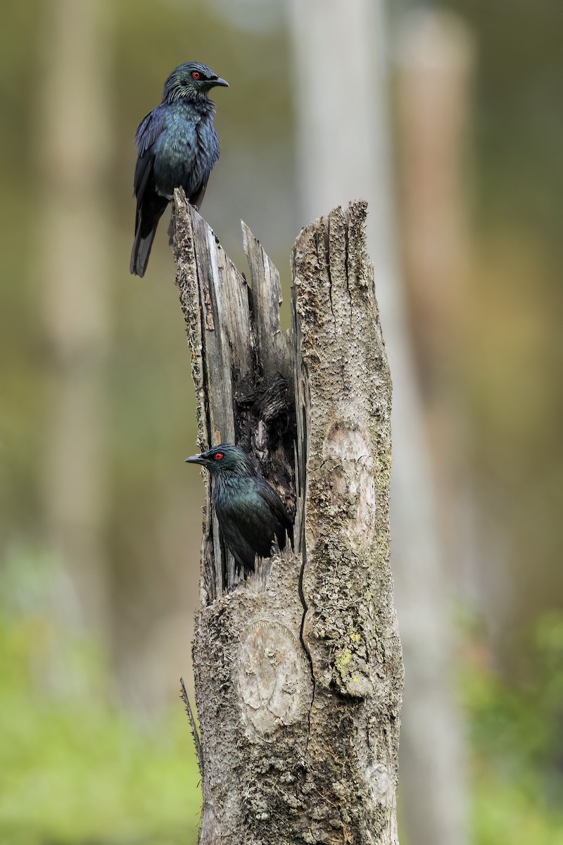 kortstjertstær - ML648044479