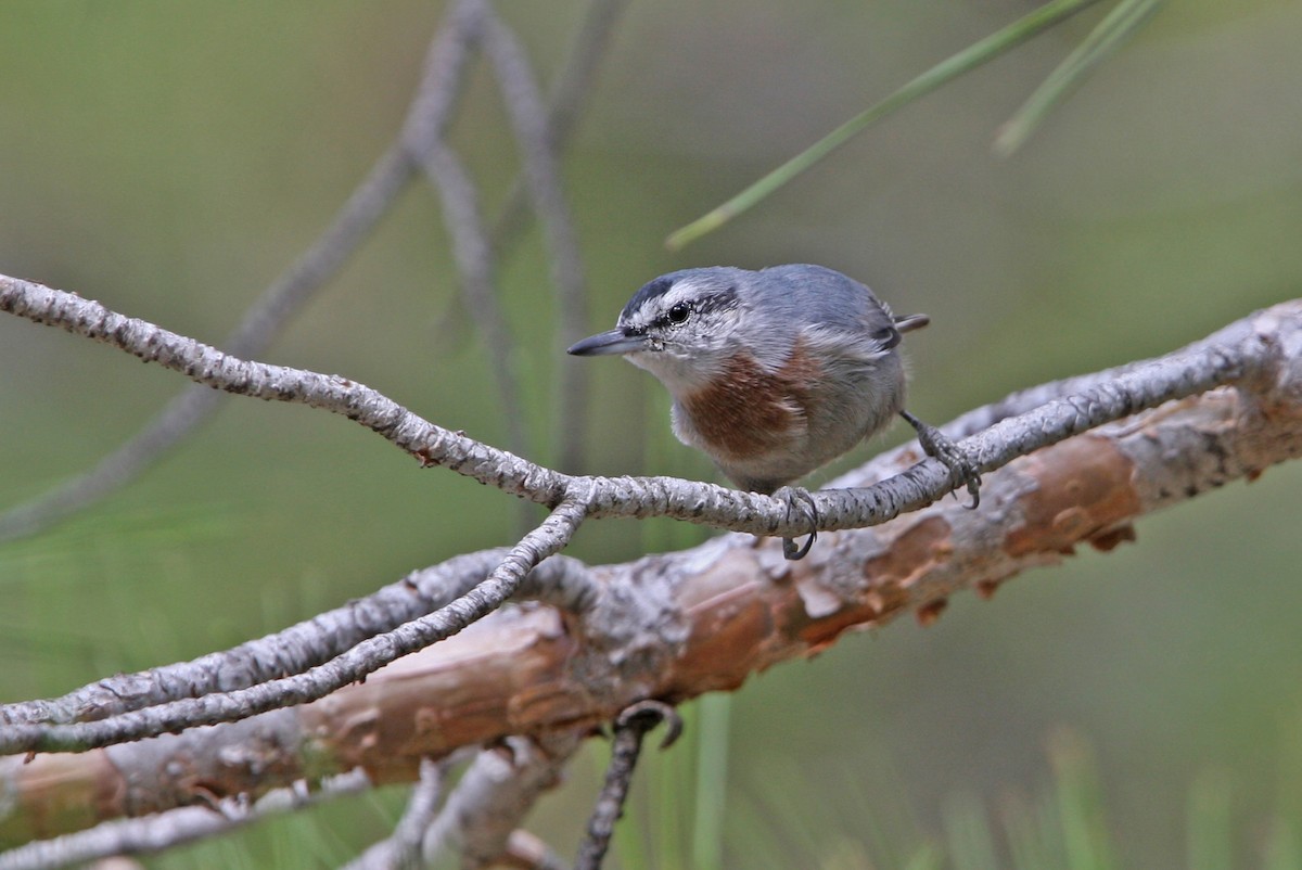 Krüper's Nuthatch - ML64804501