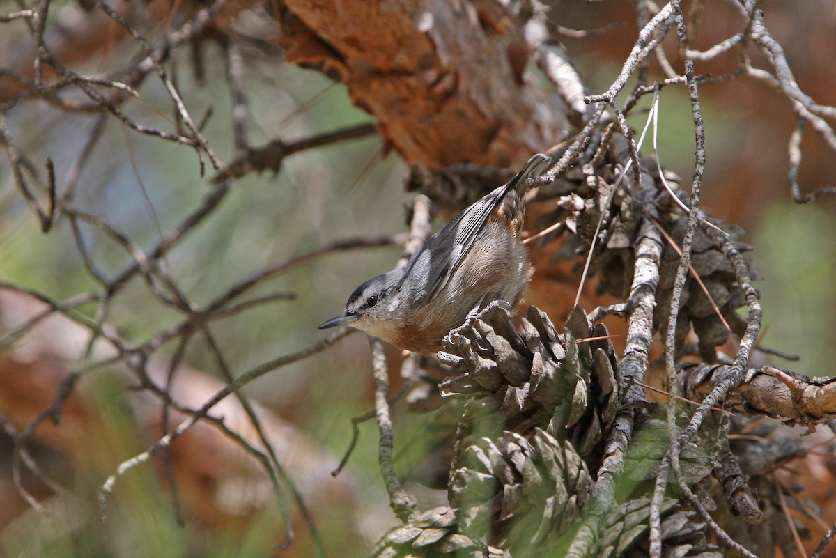 Krüper's Nuthatch - ML64804511