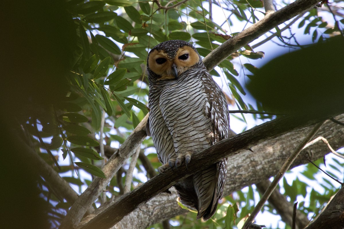 Пагодная неясыть - ML648045315