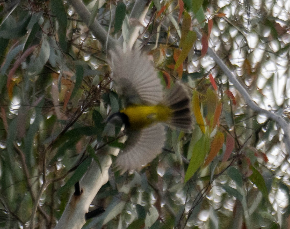 Golden Whistler - ML648045455