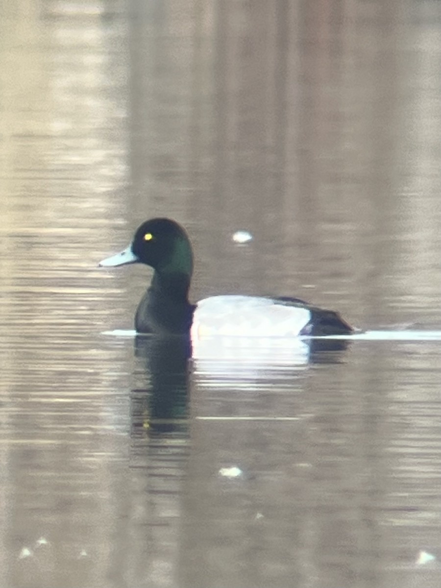 Fuligule milouinan - ML648046102