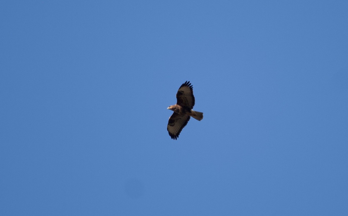 Common Buzzard - ML64804751