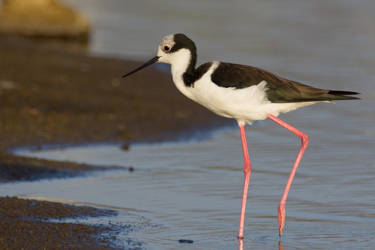 Black-necked Stilt - ML648048099