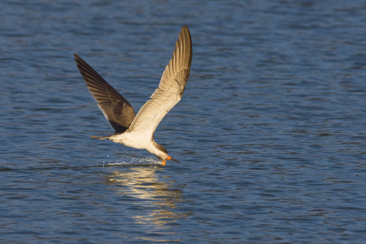 Black Skimmer - ML648048105