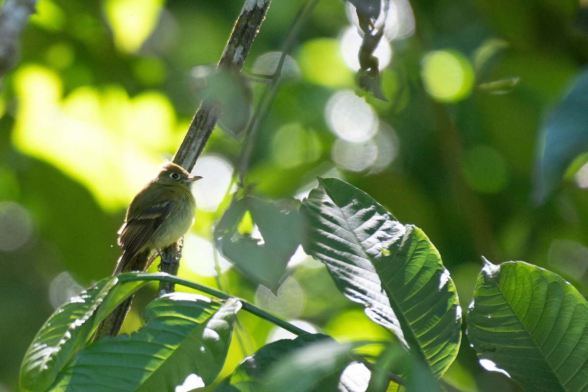 Yellowish Flycatcher (Northern) - Rajan Rao