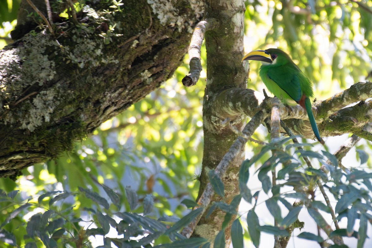 Northern Emerald-Toucanet - ML648048292