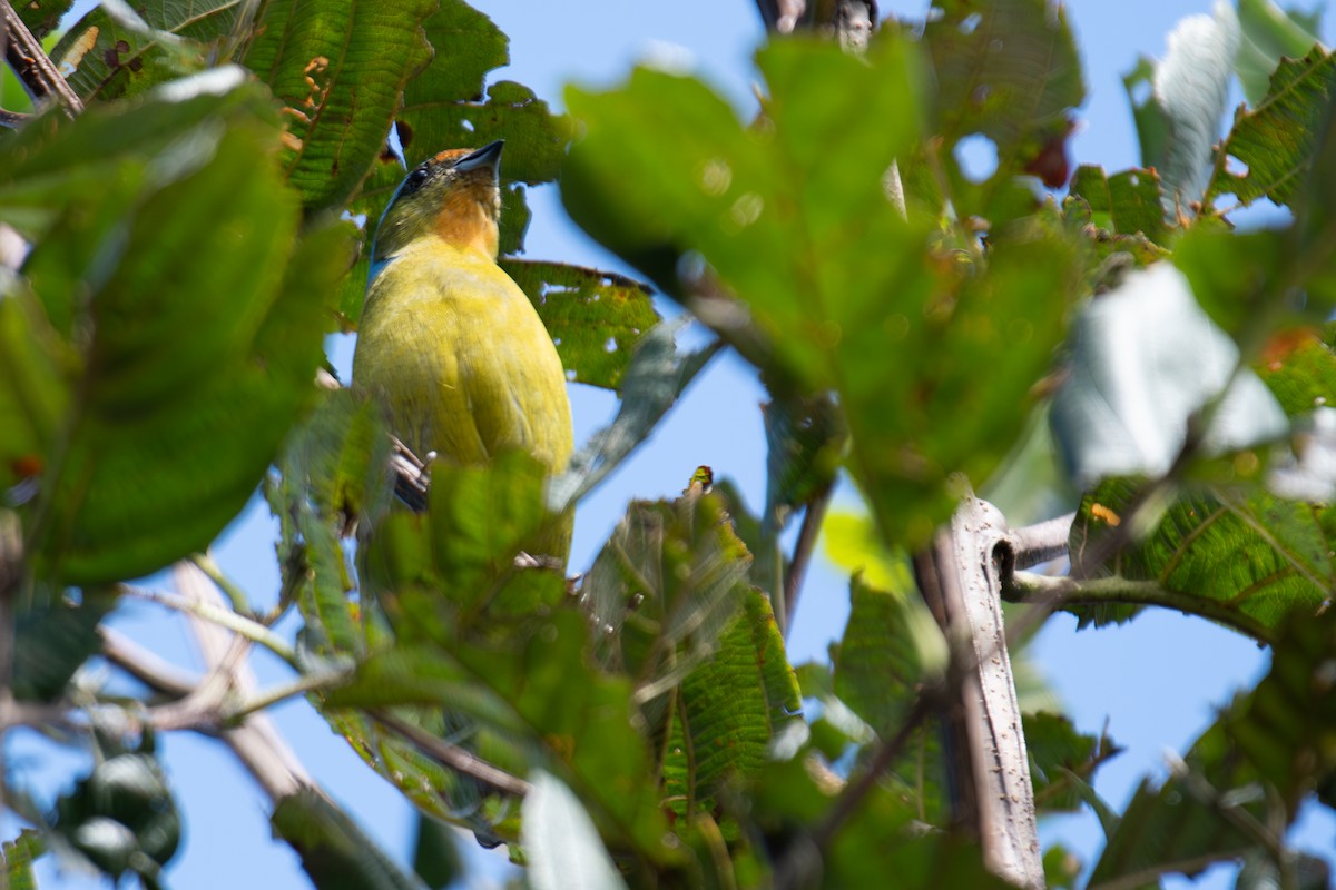 Elegant Euphonia - ML648048299