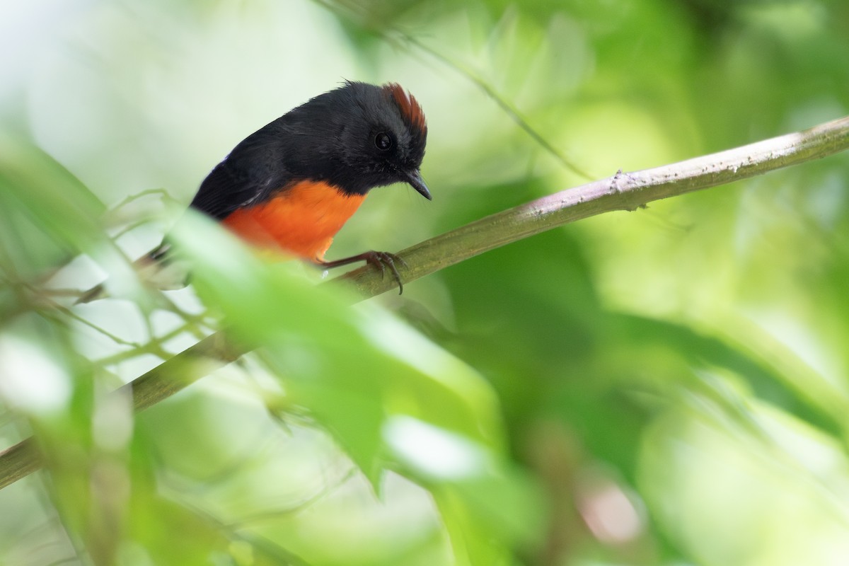 Slate-throated Redstart - ML648048313