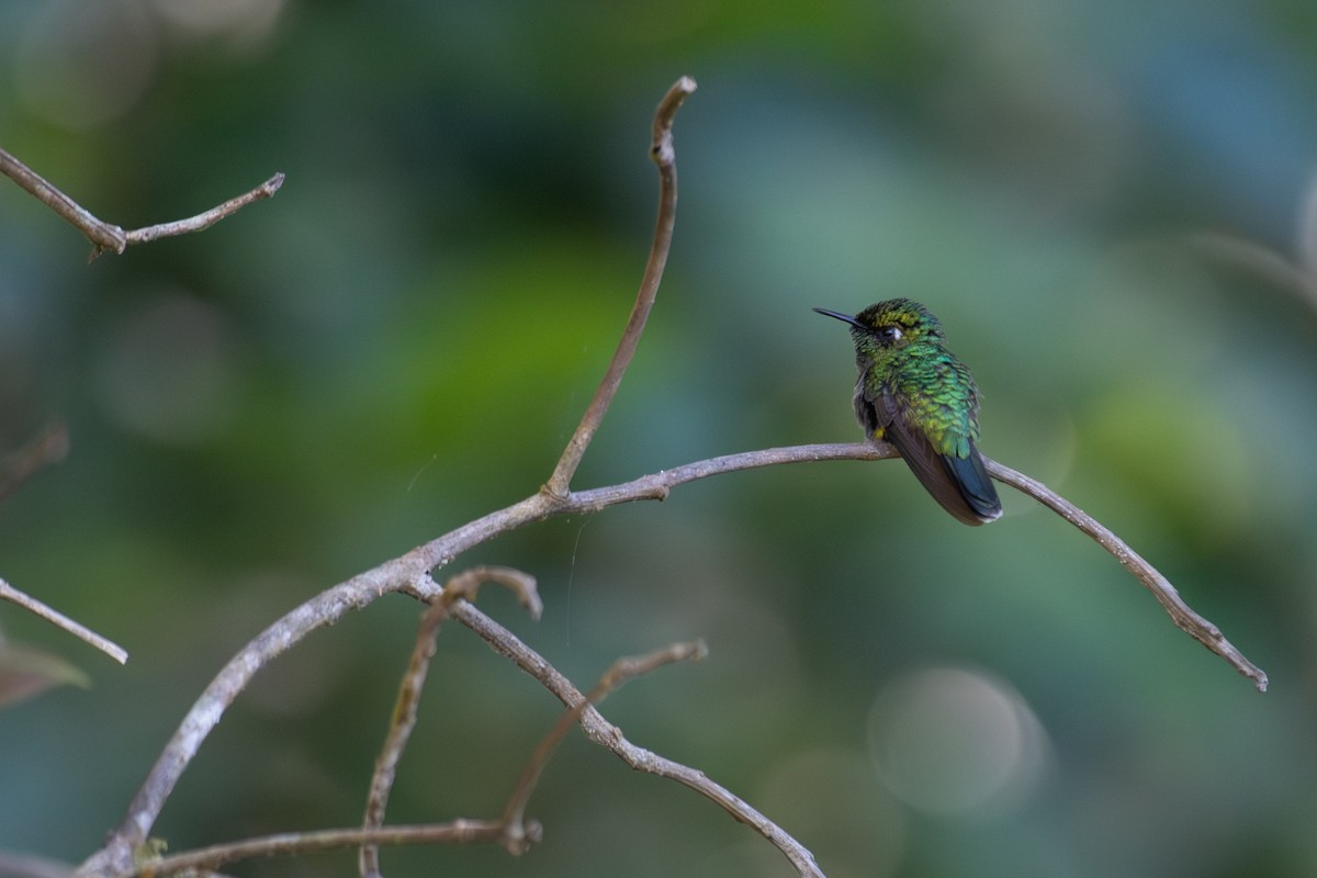 Emerald-chinned Hummingbird - ML648048315