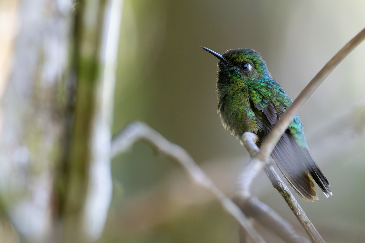 Emerald-chinned Hummingbird - ML648048317