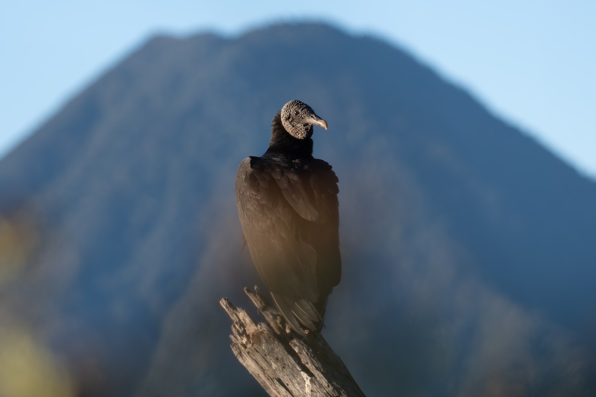 Black Vulture - ML648048341