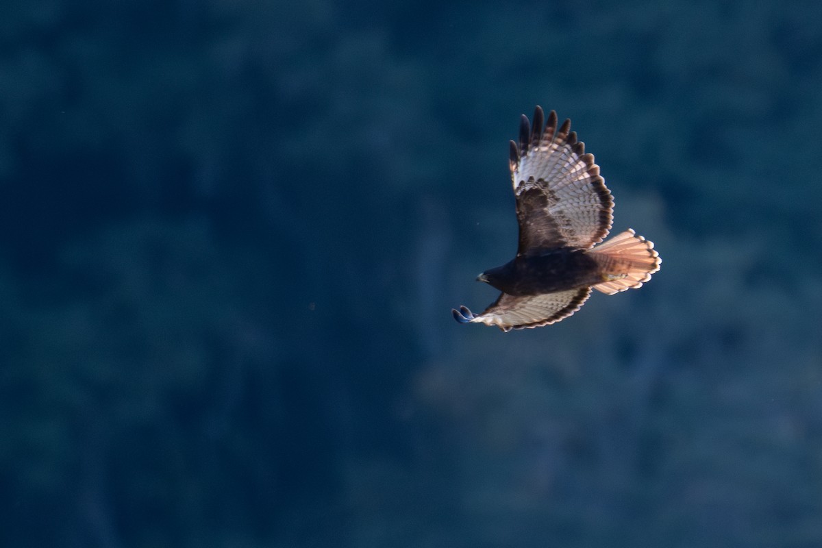 Red-tailed Hawk (kemsiesi/hadropus) - ML648048344