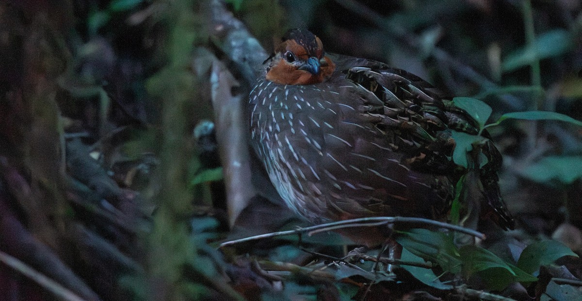 Singing Quail - ML648048397