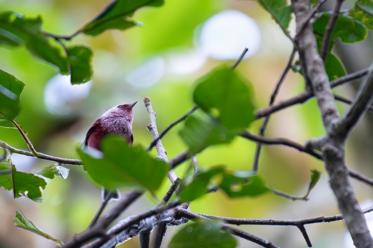 Pink-headed Warbler - ML648048403