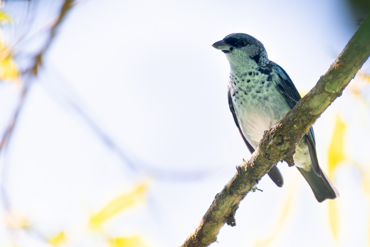 Azure-rumped Tanager - ML648048428