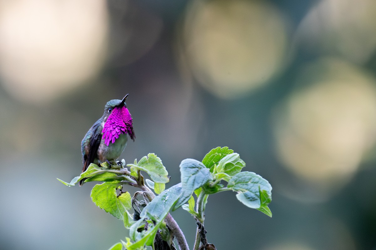 Wine-throated Hummingbird - ML648048448