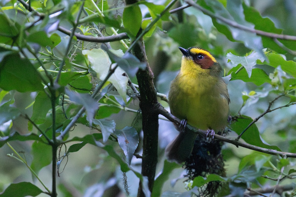Golden-browed Warbler - ML648048451