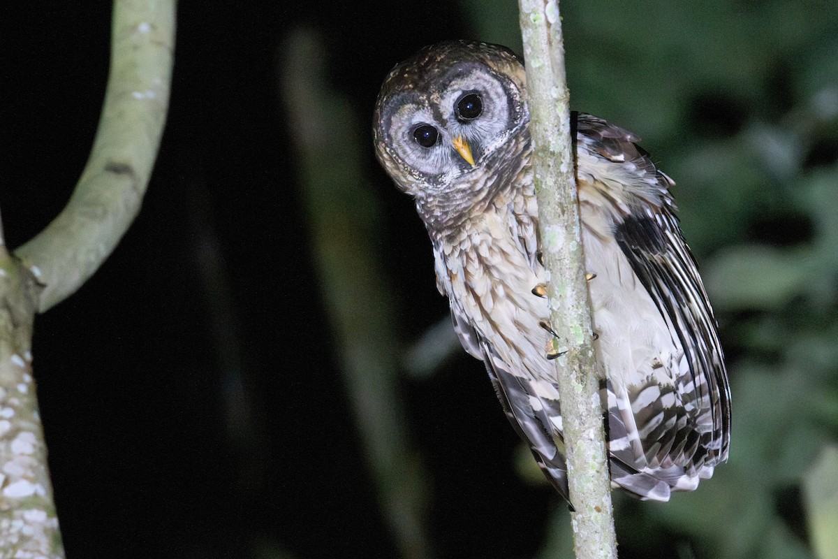 Fulvous Owl - ML648048484