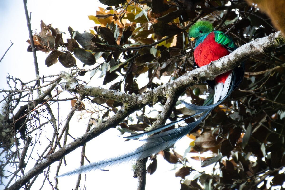 Resplendent Quetzal (Guatemalan) - ML648048505