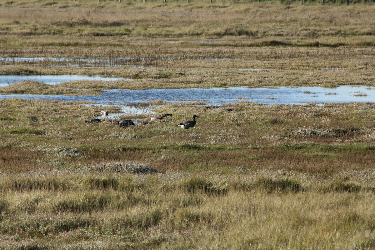eBird Checklist - 2 Jan 2026 - Rye Harbour SWT NR - 37 species