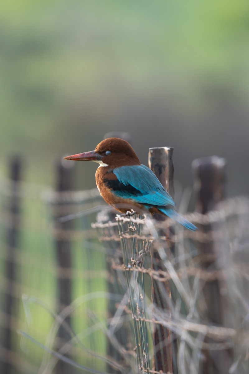 White-throated Kingfisher - ML648048834