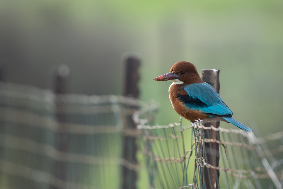 White-throated Kingfisher - ML648048835