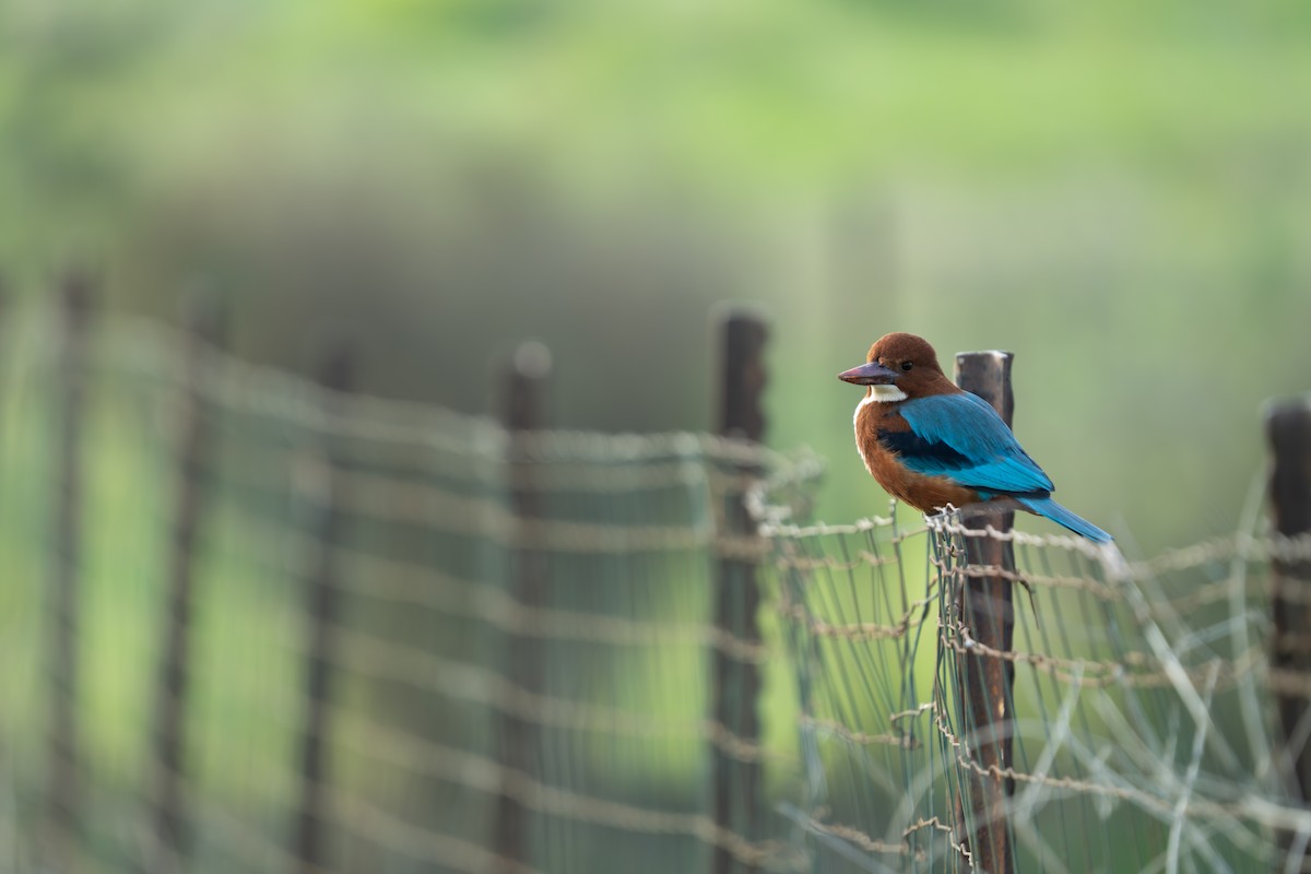 White-throated Kingfisher - ML648048836