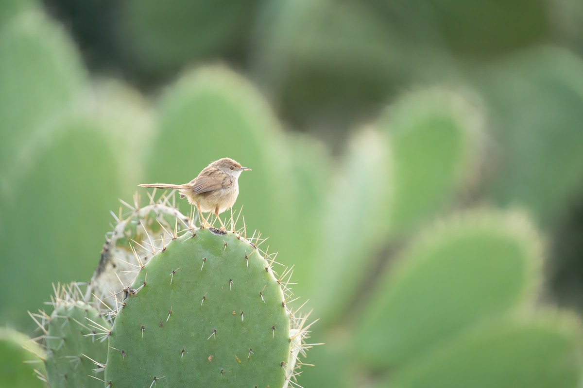 Graceful Prinia - ML648048867