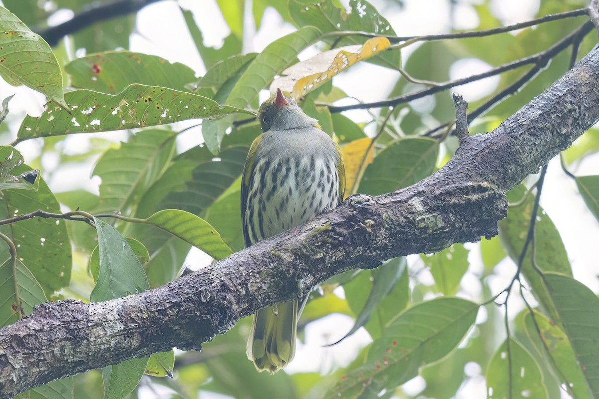 filippinerpirol - ML648049217