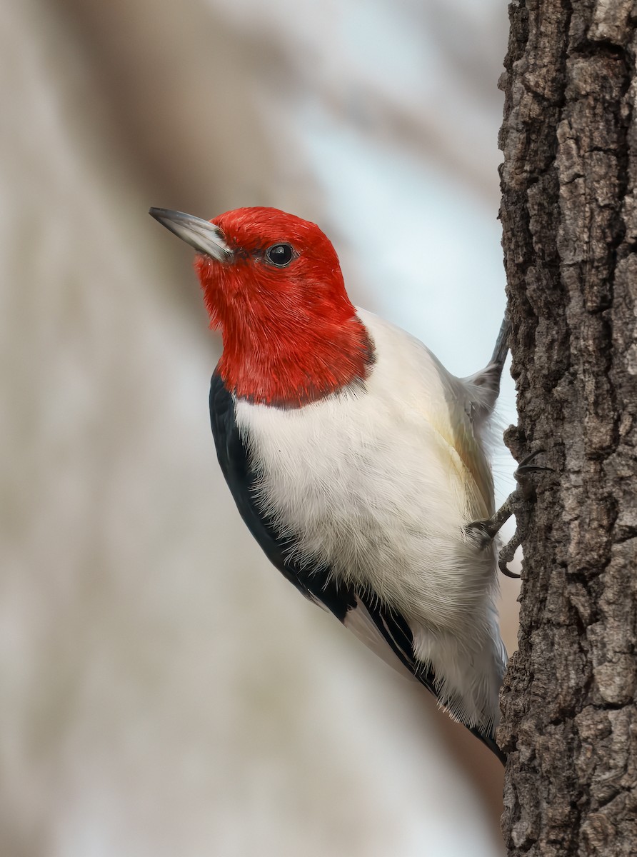 Carpintero Cabecirrojo - ML648049258