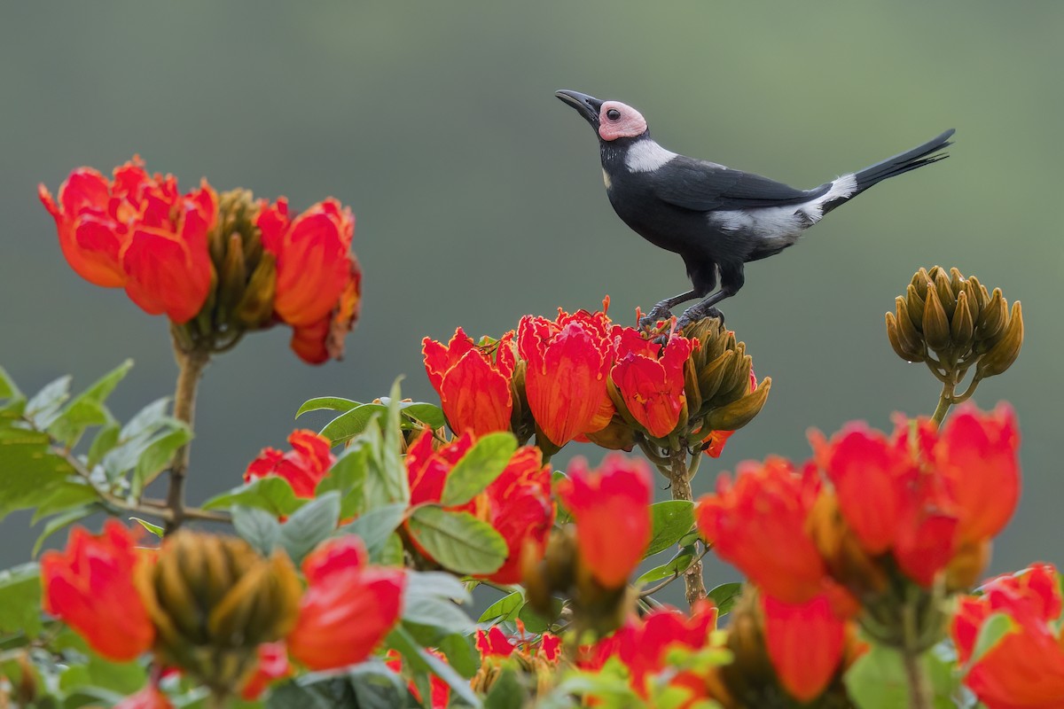 coletostær - ML648049278