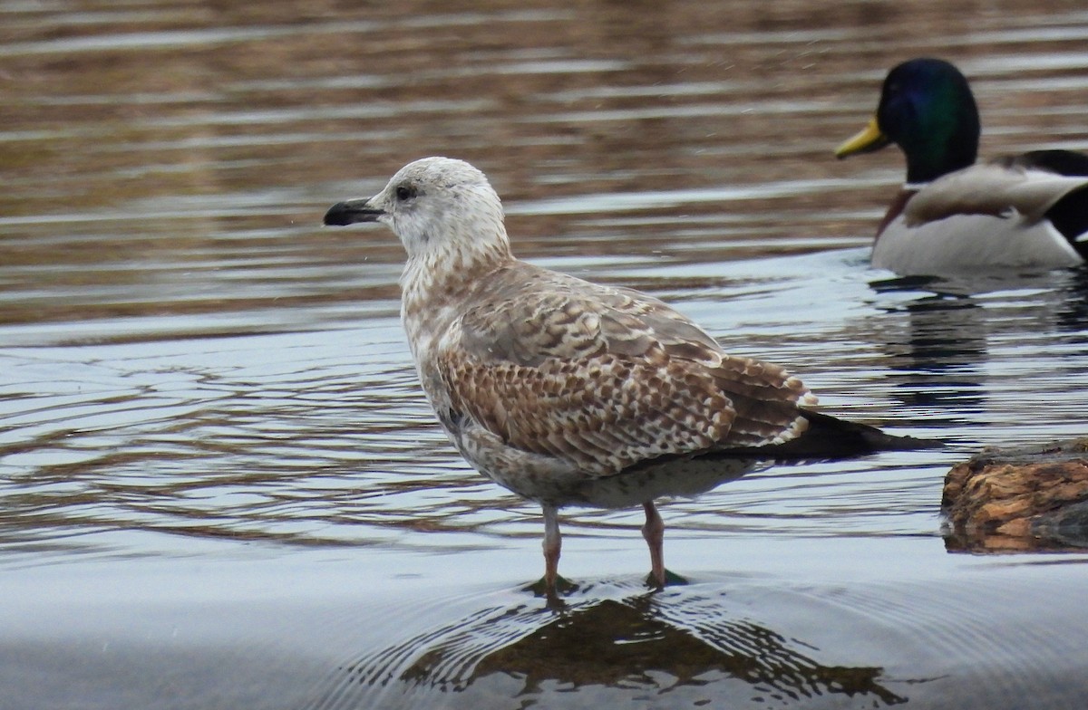 Larus sp. - Mario Alonso