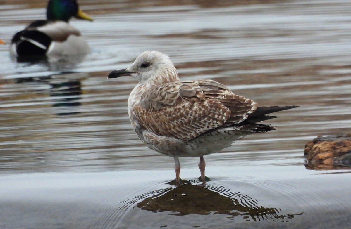 Larus sp. - ML648049423