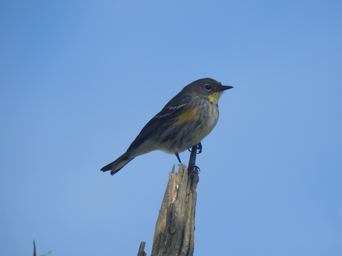 キヅタアメリカムシクイ（auduboni） - ML648050067