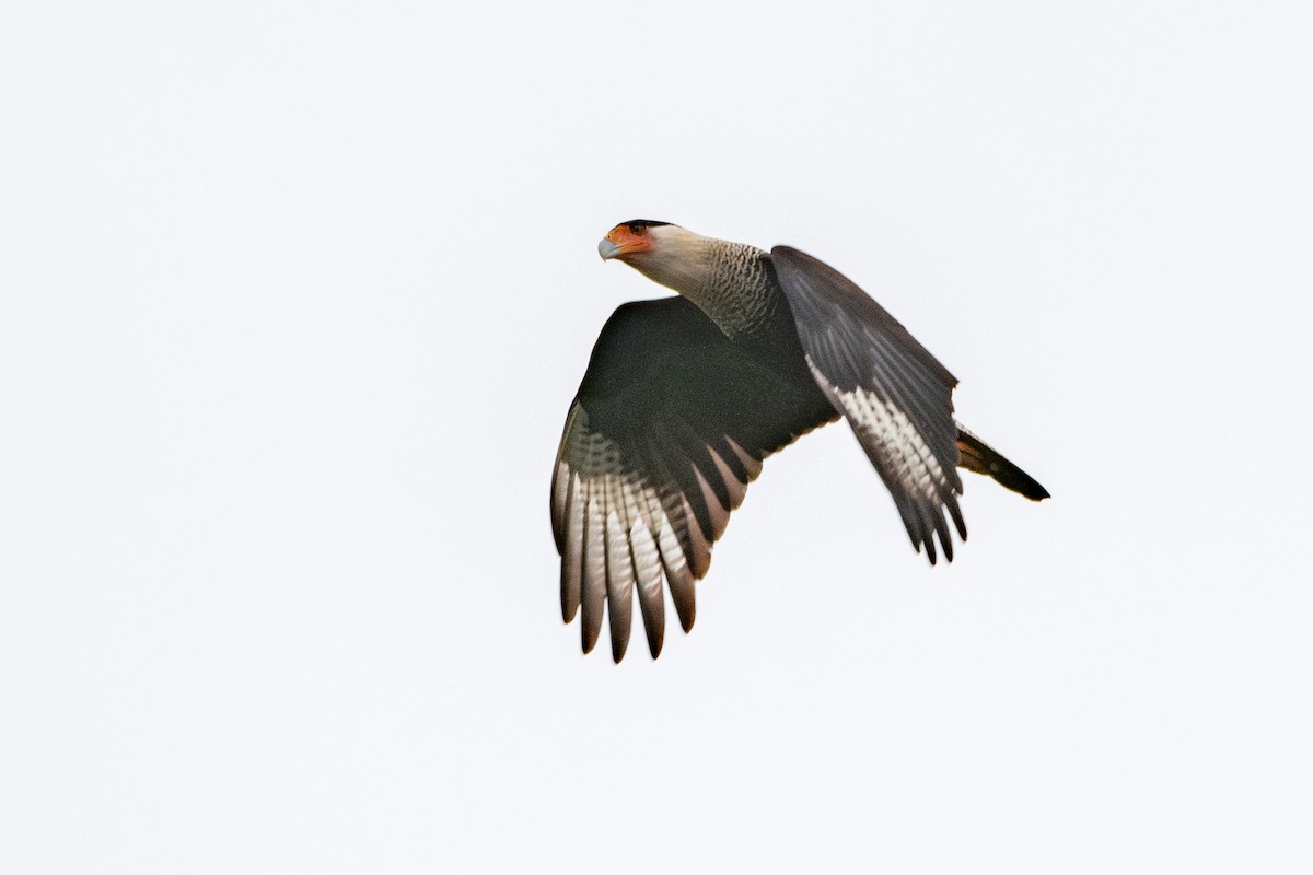 karančo jižní (ssp. cheriway) - ML648050127