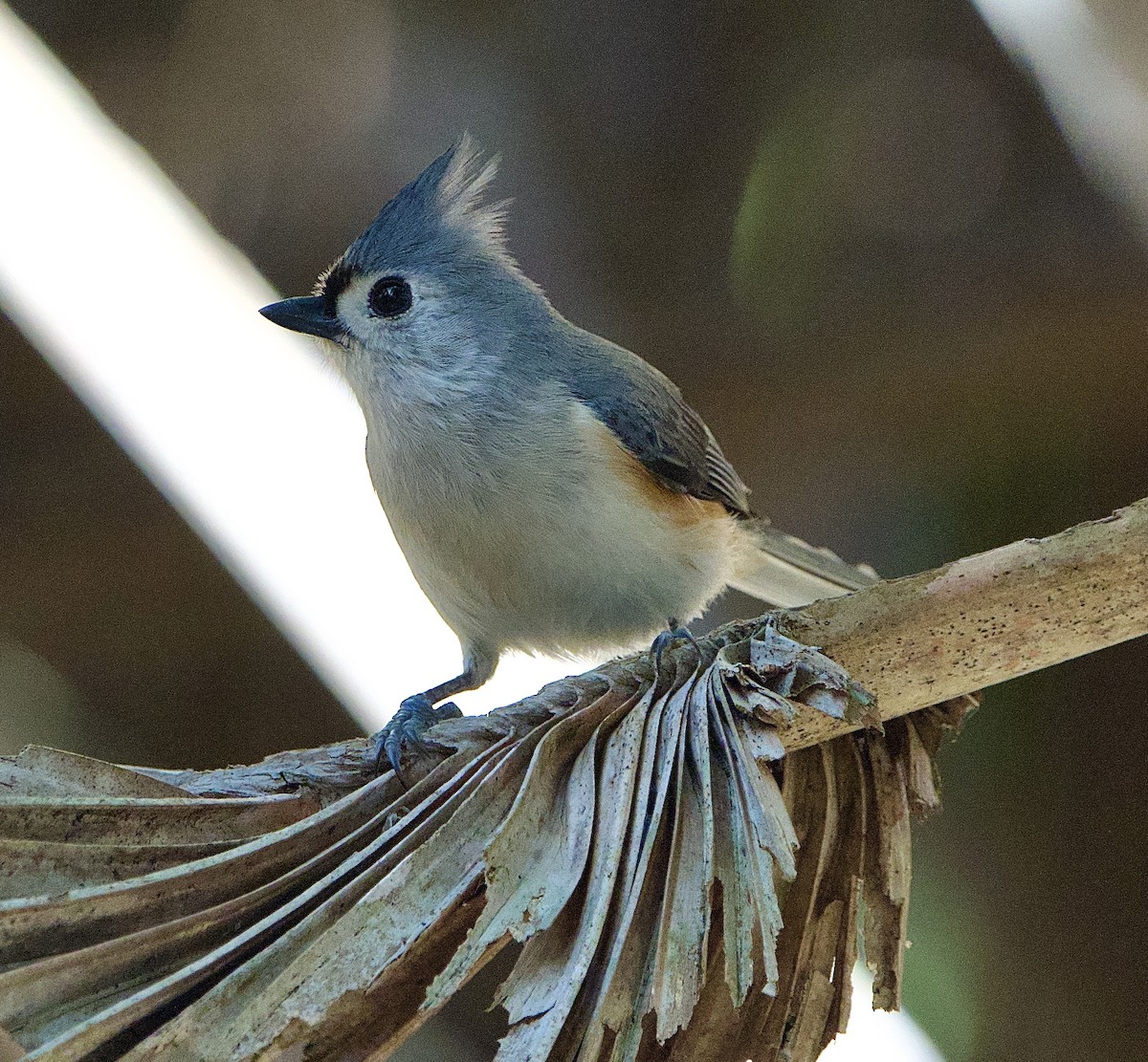 Tufted Titmouse - ML648050845