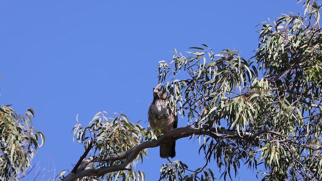 Red-tailed Hawk - ML648051251