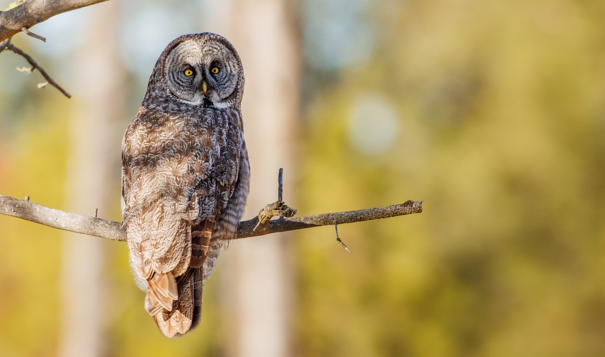 Great Gray Owl (American) - ML648051296