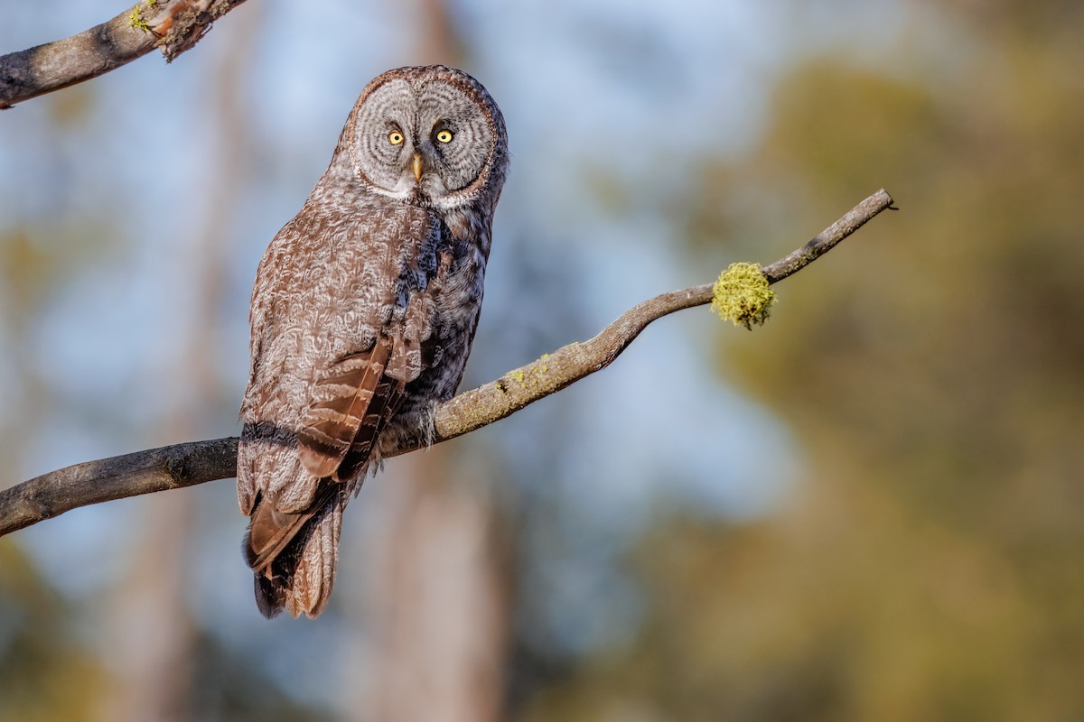 Great Gray Owl (American) - ML648051297