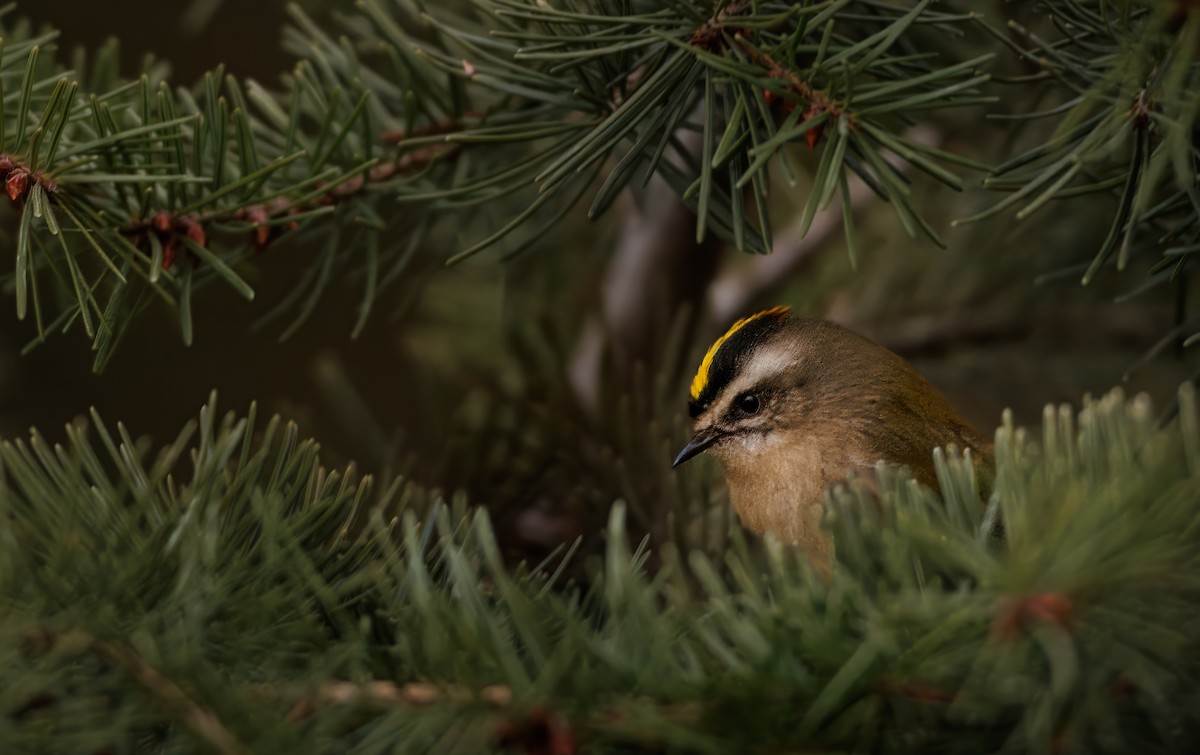 Golden-crowned Kinglet - ML648051325